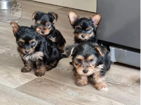 PoulaTo: Πωλείται κουτάβι Yorkshire Terrier