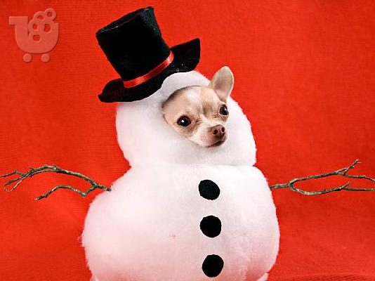 PoulaTo: Xmass CHIHUAHUA PPIPIES