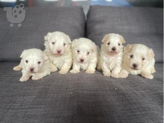PoulaTo: Κουτάβι Malti Poo προς πώληση