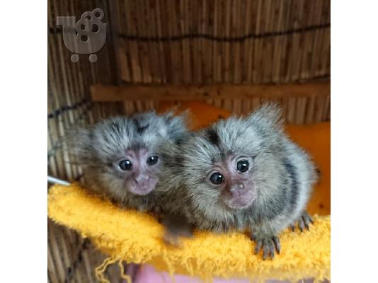 PoulaTo: Υπέροχη και καλά εκπαιδευμένη μαϊμού Marmoset/Capuchin.