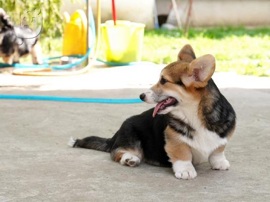 Ουαλικό Corgi Pembroke
