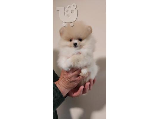 MINI Pomeranian κουτάβια