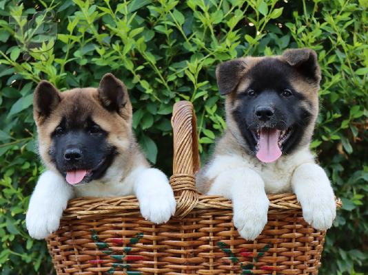 Κουτάβια American Akita
