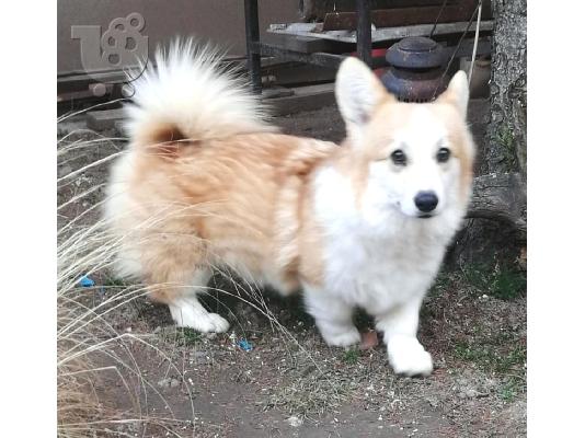 Pembroke Welsh Corgi