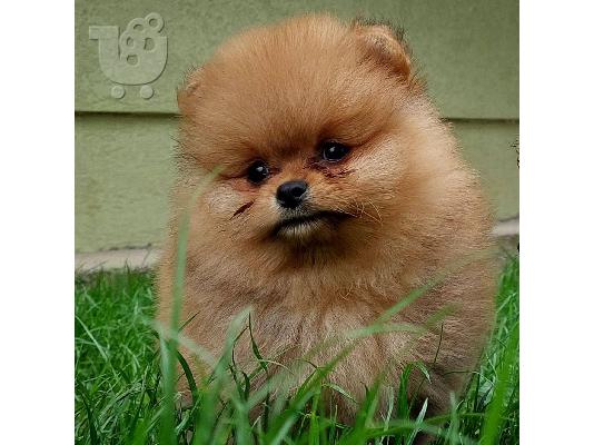 Pomeranian Spitz