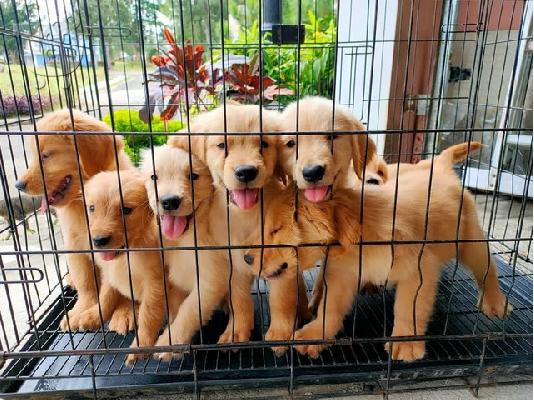 PoulaTo: Πωλούνται κουτάβια Golden Retriever