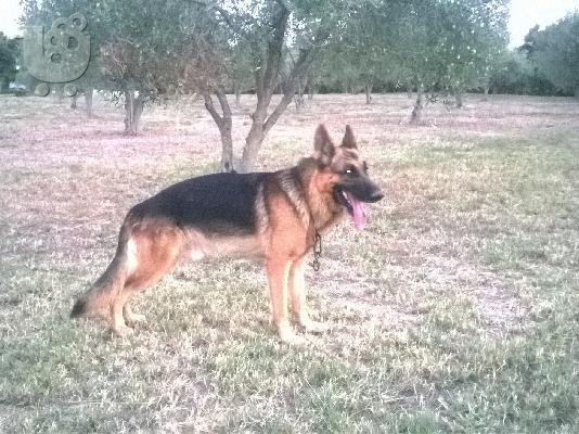 PoulaTo: Υπέροχο Χριστουγεννιάτικο Δώρο– German Shepherd