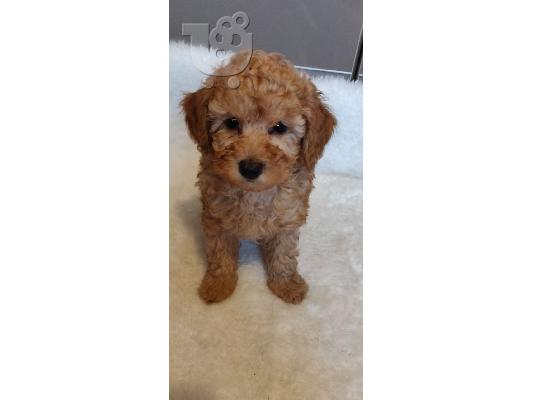 Παιχνίδι Poodle