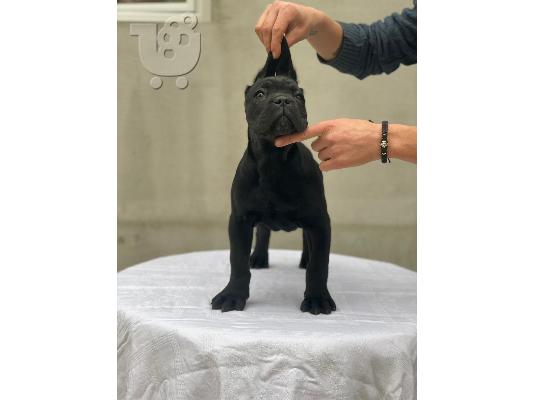 Cane Corso