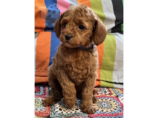 Πανέμορφα κουτάβια Toy Poodle