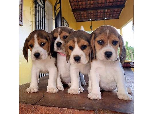 Πωλούνται πανέμορφα κουτάβια beagle