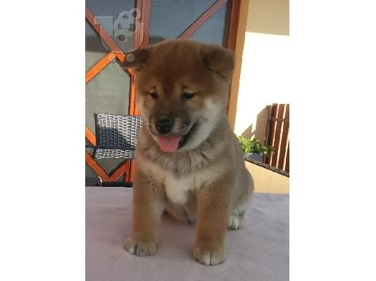 Shiba inu κουτάβια