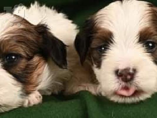 Havanese Bichon κουτάβια