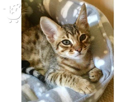 Προσφέρουμε Savannah Kittens