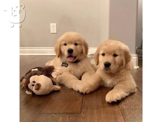 Πωλούνται κουτάβια Golden Retriever