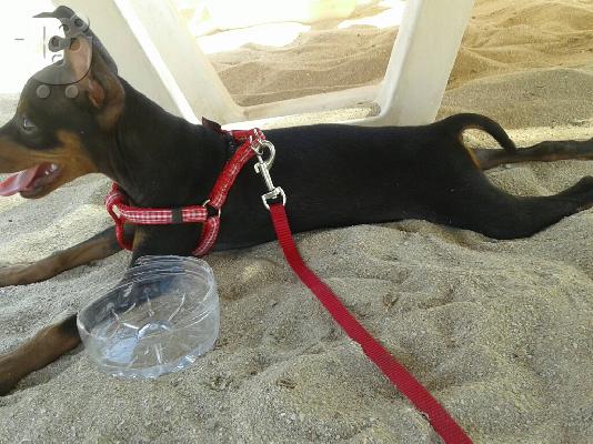 PoulaTo: ΠΩΛΕΙΤΑΙ ΠΙΝΤΣΕΡΑΚΙ