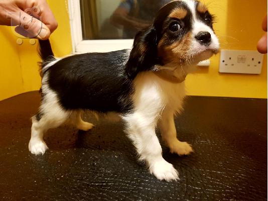 PoulaTo: Πωλούνται κουτάβια Cavalier King Charles.