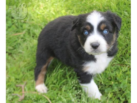 PoulaTo: Australia Shepherd Puppies