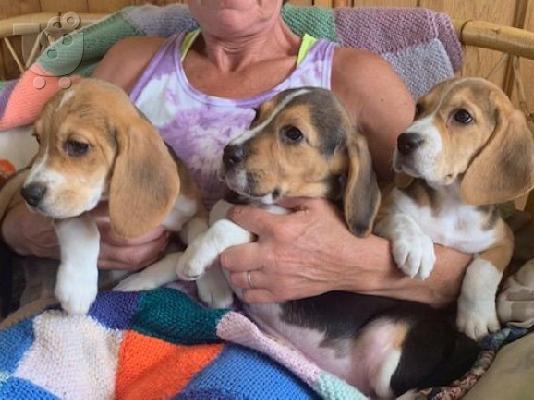 PoulaTo: Όμορφα κουτάβια Beagle