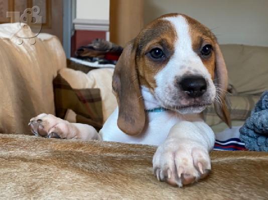 Πανέμορφα κουτάβια Beagle.
