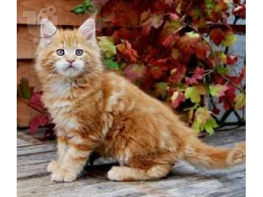 Όμορφη γαϊδουράγκαθο Maine Coon