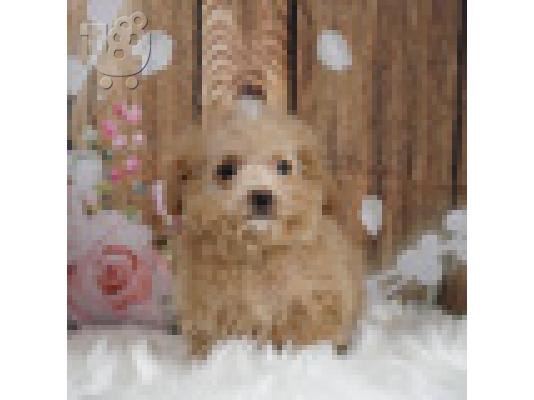 Κουτάβι Malti Poo προς πώληση