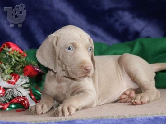 PoulaTo: Υπέροχα κουτάβια Weimaraner