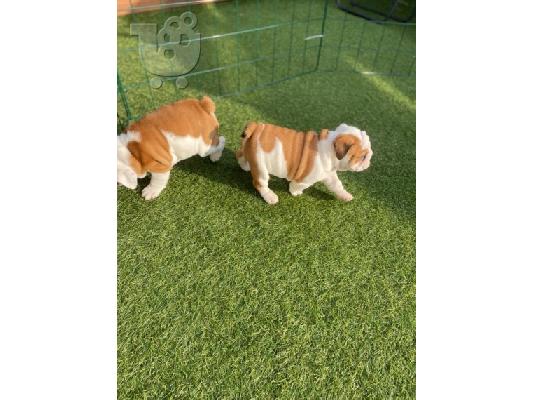 PoulaTo: Cățeluși drăguți de buldog englezesc