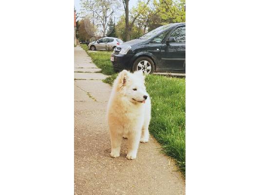 PoulaTo: Samoyed κουτάβι προς πώληση
