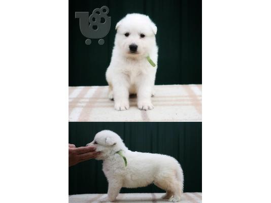 Swiss White Shepherd Dogs