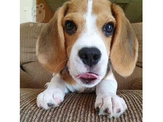 PoulaTo: Πωλούνται πανέμορφα κουτάβια beagle