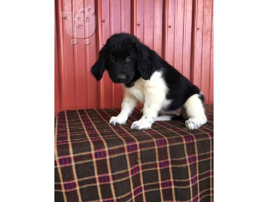 PoulaTo: Newfoundland Puppies