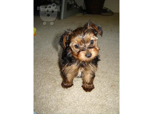 PoulaTo: Yorkshire terrier Mini