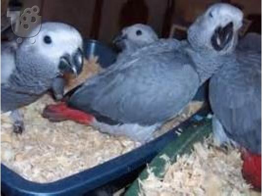 PoulaTo: Κονγκό Αφρικής γκρι παπαγάλος για € 150