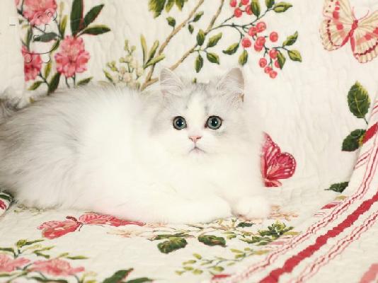 persian Kittens for sale male and females