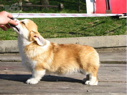 PoulaTo: Welsh Corgi κουτάβια