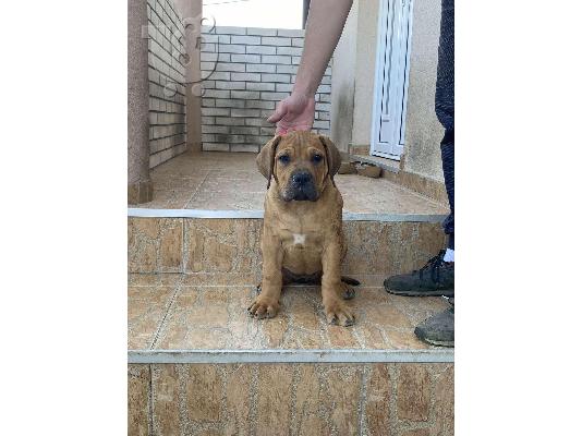 PoulaTo: Νοτιοαφρικανικό Mastiff - Boerboel