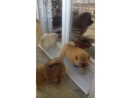 Chow chow original