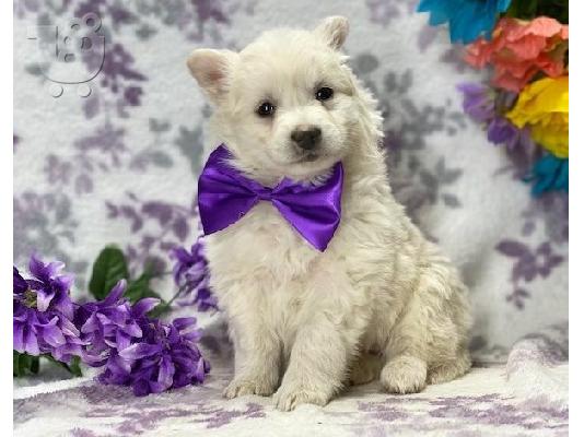 PoulaTo: American Eskimo Puppies