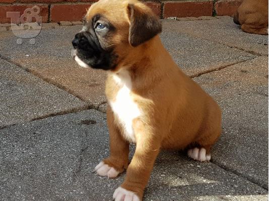 Πωλούνται κουτάβια Purebreed Boxer.