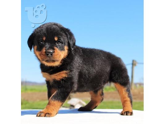 PoulaTo: Rottweiler Puppies
