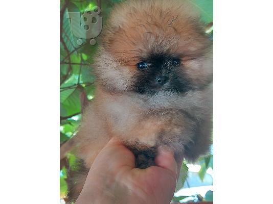 Pomeranian Spitz αρκουδάκια