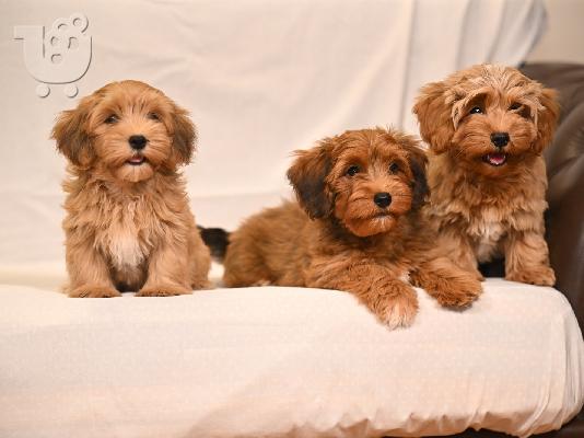 Havanese Bichon κουτάβια