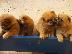 PoulaTo: ΠΩΛΟΥΝΤΑΙ ΚΑΘΑΡΟΑΙΜΑ CHOW CHOW