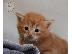 PoulaTo: Ποιότητα Maine Coon Kitten