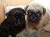 PoulaTo: Pug mops