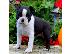 PoulaTo: Σούπερ αξιολάτρευτα κουτάβια Boston Terrier