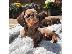 PoulaTo: Καθαρόαιμο Dachshund