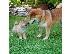 PoulaTo: Πωλούνται κουτάβια AKC Shiba Inu