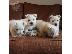 PoulaTo: Căței West Highland White Terrier